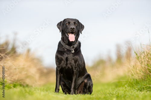Portrait of a happy dog © Dyrefotografi.dk