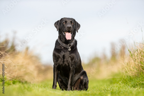 Portrait of a happy dog