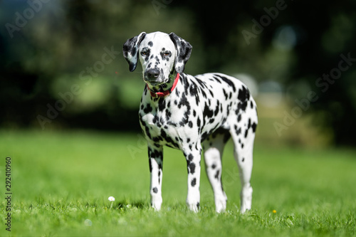 Portrait of a dog