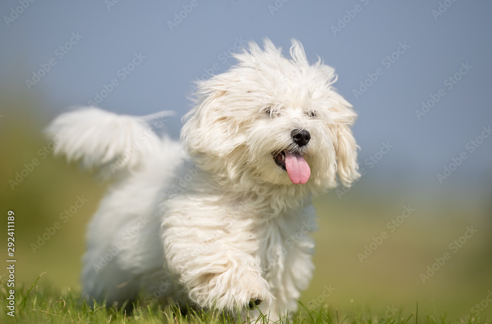 Portrait of a dog