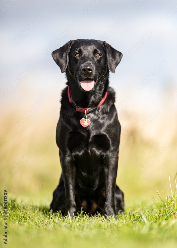 Portrait of a dog