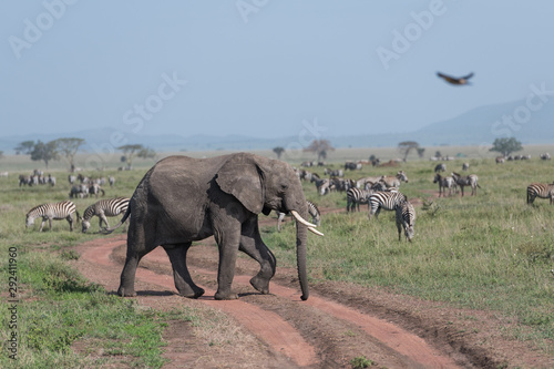 Canvas Print african elephant in savannah