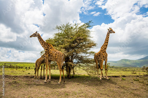 Wild giraffes eating tree in African savannah (soft focus)
