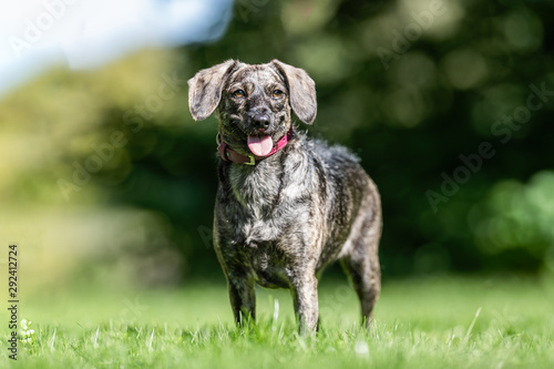 Portrait of a dog