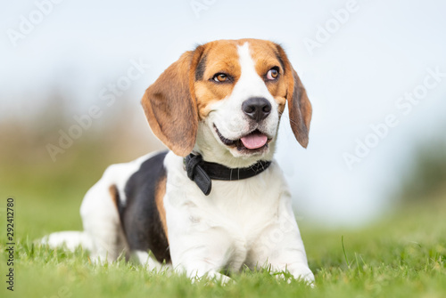 Portrait of a dog © Dyrefotografi.dk