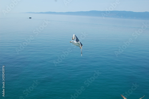 sea gull in flight