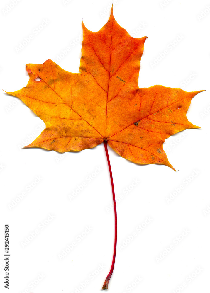 Maple leaf (Acer saccharum) isolated on a white background. Maple leaf (Acer saccharum) isolated on a white background.