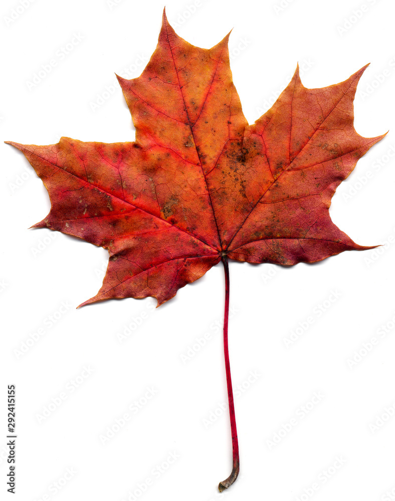 Maple leaf (Acer saccharum) isolated on a white background. Maple leaf (Acer saccharum) isolated on a white background.