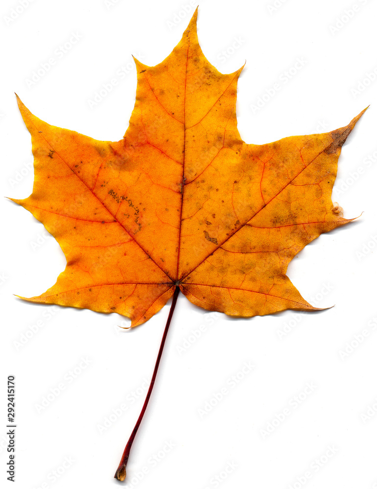 Maple leaf (Acer saccharum) isolated on a white background. Maple leaf (Acer saccharum) isolated on a white background.