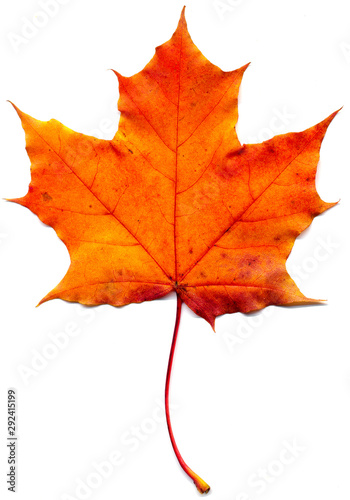Maple leaf  Acer saccharum  isolated on a white background.