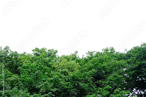 Old tropical tree with leaves on white isolated background for green foliage backdrop