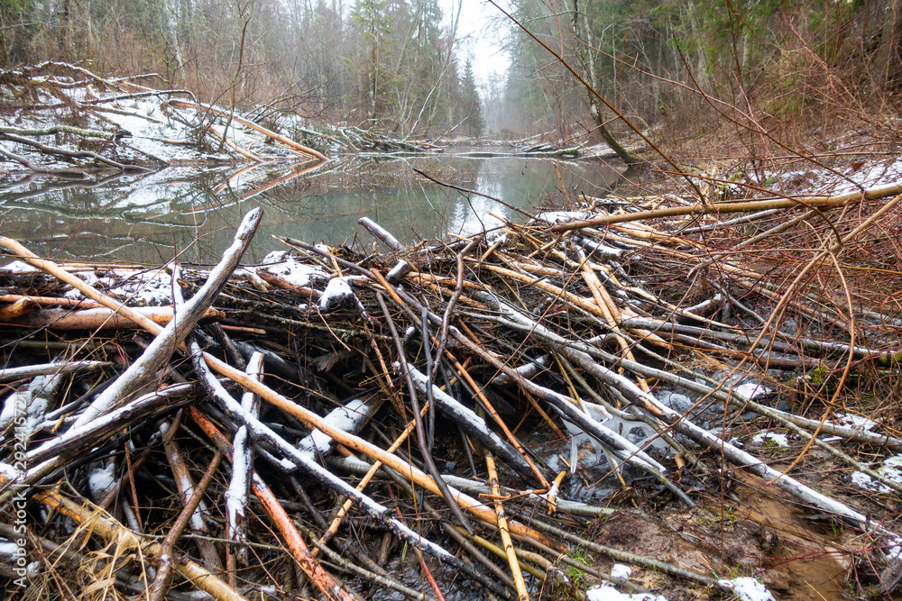 beaver dam on the river in forest beaver dam on the river in forest