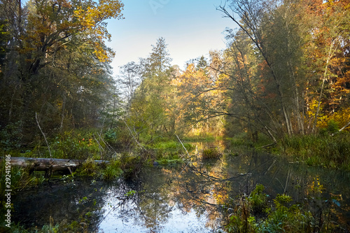 Autumn landscape at sunny day. Morning forest with yellow foliage, calm swamp river. Nature in Belarus