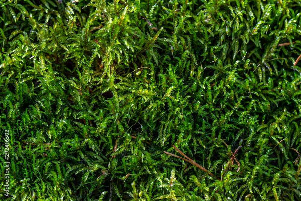 Green autumn moss in forest. Autumn forest green moss top view. Green moss forest top view. Green autumn moss in forest. Autumn forest green moss top view. Green moss forest top view.