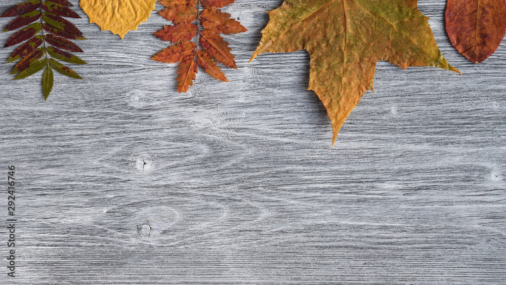 Different trees dry natural leaves on gray wooden background. Top view. Copy space Different trees dry natural leaves on gray wooden background. Top view. Copy space