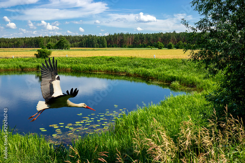 Fototapeta Naklejka Na Ścianę i Meble -  Stork flying over the riverbed.