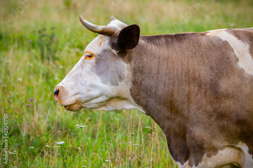 Cow is a home producer of milk in the pasture.
