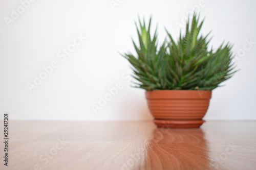 Blurred picture of potted succulent plant standing on light brown floor against a white wall. Focus is on the floor on the foreground. Side view. Copy space