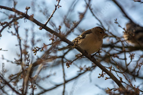 Chaffinch (Fringilla coelebs)