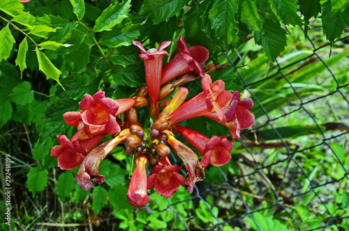 Red tecoma flowers branch in garden photo