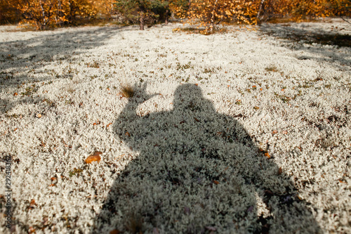 Human shadow showing salute gesture on reindeer moss oin the tundra. lat. Cladonia alpestris . photo