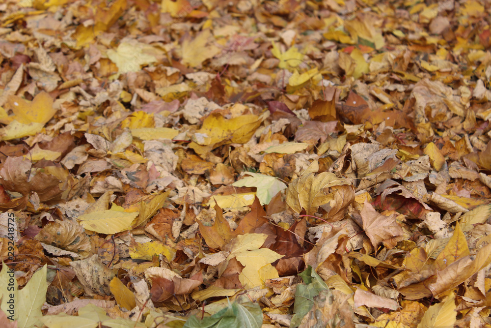 Autumn colorful leaves on the ground like a carpet. Background for computer, autumn post card.