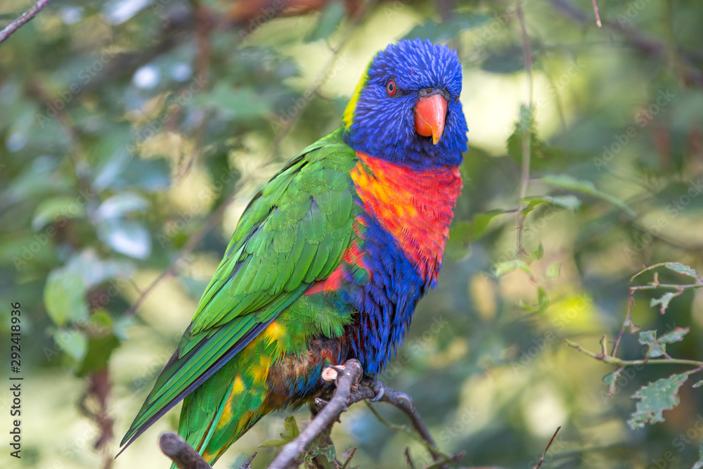 Naklejka premium Rainbow lorikeet (Allfarblori, Trichoglossus haematodus)