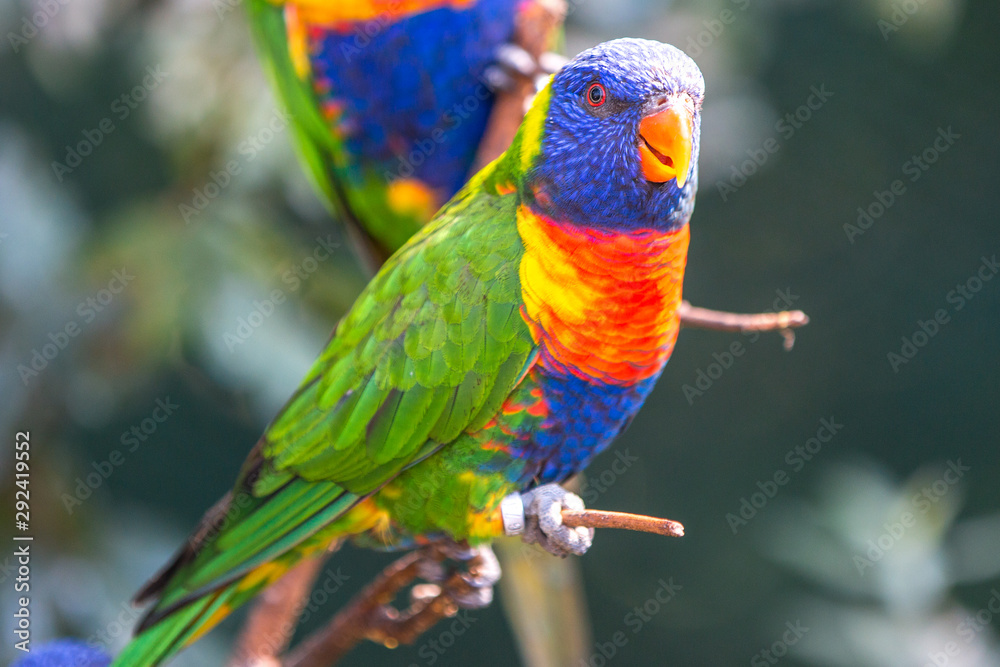 Obraz premium Rainbow lorikeet (Allfarblori, Trichoglossus haematodus) 