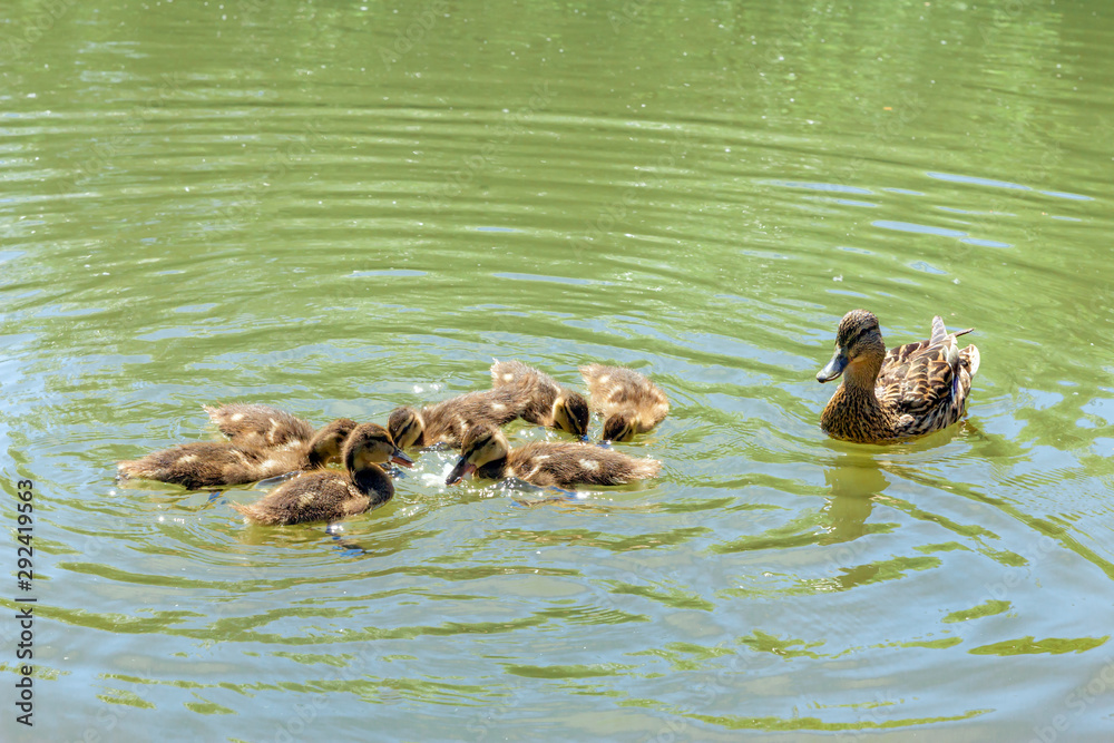 Mallard duck (lat. Anas platyrhynchos) with small ducklings in a pond Mallard duck (lat. Anas platyrhynchos) with small ducklings in a pond