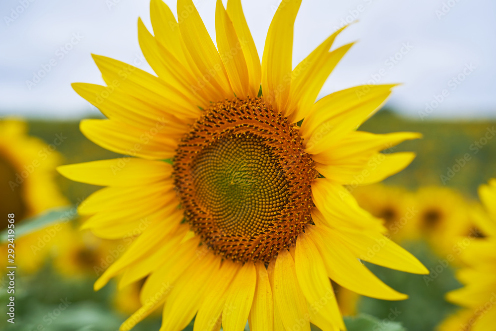 sunflower