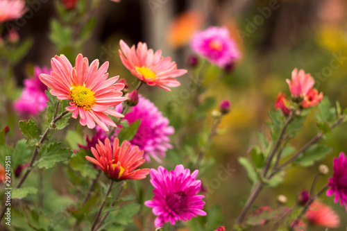 Blooming beautiful soft pink chrysanthemums in the garden  autumn flowers  background.