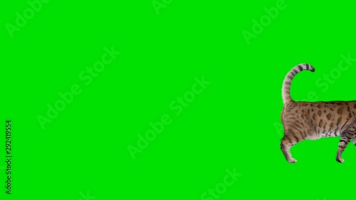4K Bengal cat on green screen isolated with chroma key, real shot. Cat slowly walking across the frame from left to right