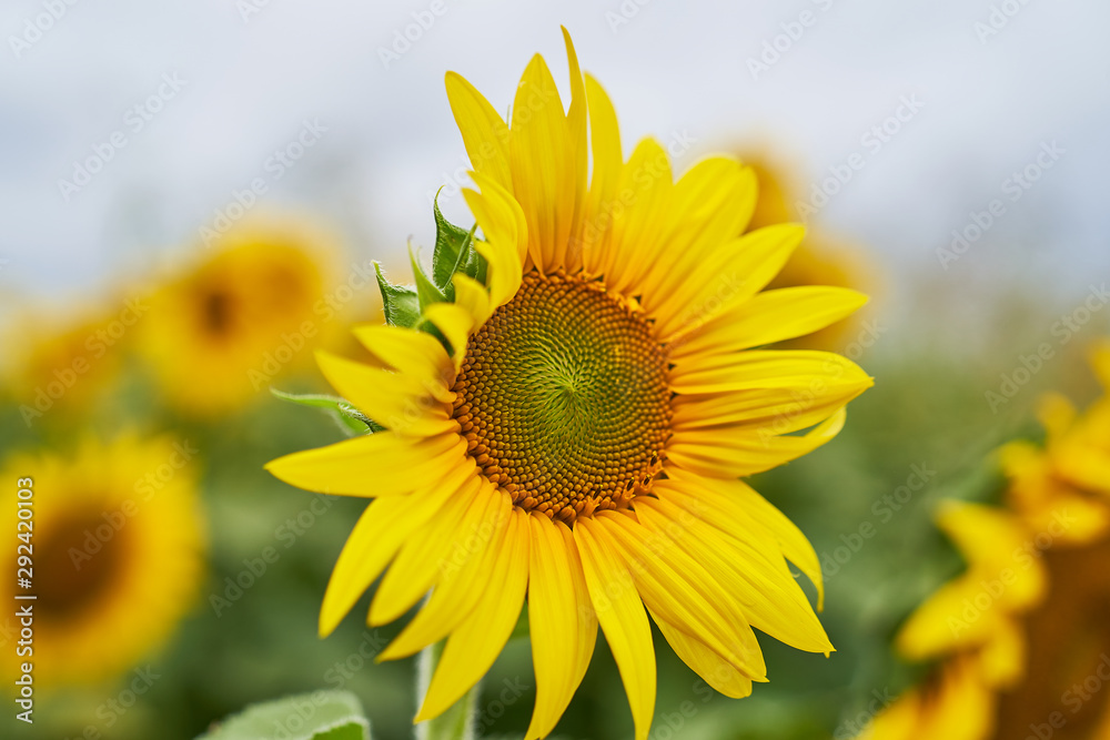 Fototapeta premium sunflower