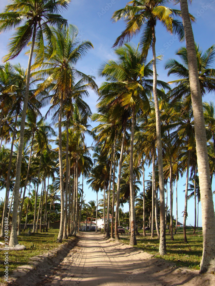 Obraz premium Palm trees route