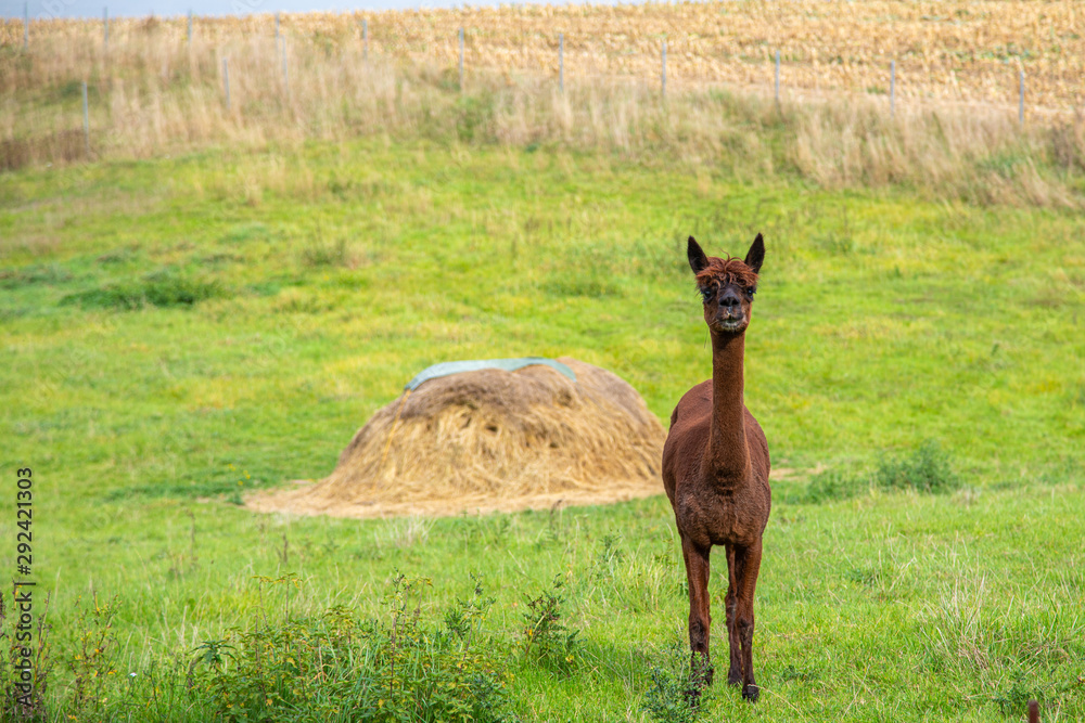 Obraz premium a brown shorn alpaca stands on a meadow and looks into the camera