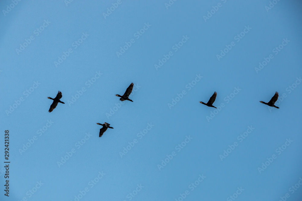 Group of big black cormorants flying in the air