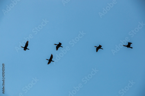 Group of big black cormorants flying in the air © Hacki Hackisan