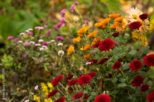 Blooming beautiful red, pink and orange chrysanthemums in the garden, autumn flowers, background. A lot of chrysanthemum flowers. © lyudmilka_n