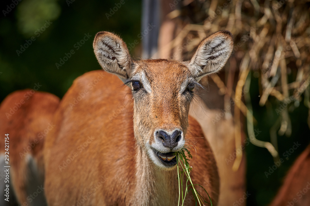 Portrait of a white tailed deer. Portrait of a white tailed deer.