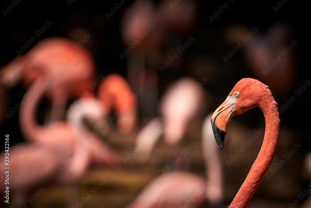 Obraz premium Fenicottero cileno portrait (Phoenicopterus chilensis)