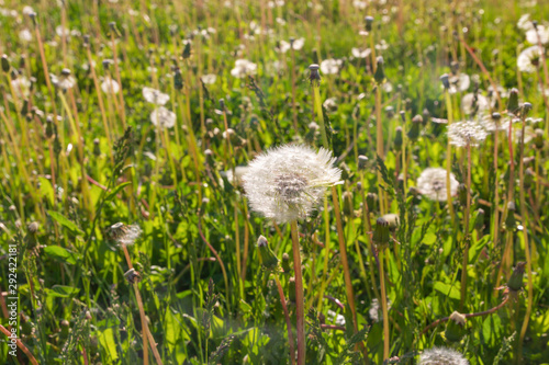 white dandelion meadow in summer