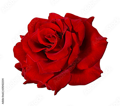 rose isolated on white background