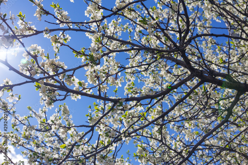 plum flowers on a branch in spring plum flowers on a branch in spring
