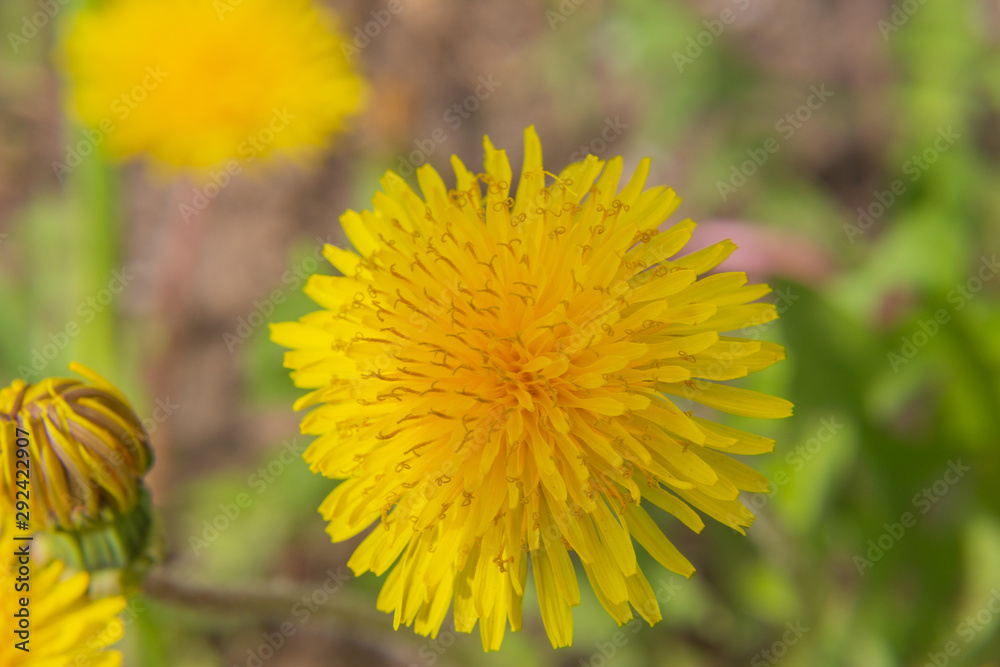yellow dandelion in the grass yellow dandelion in the grass