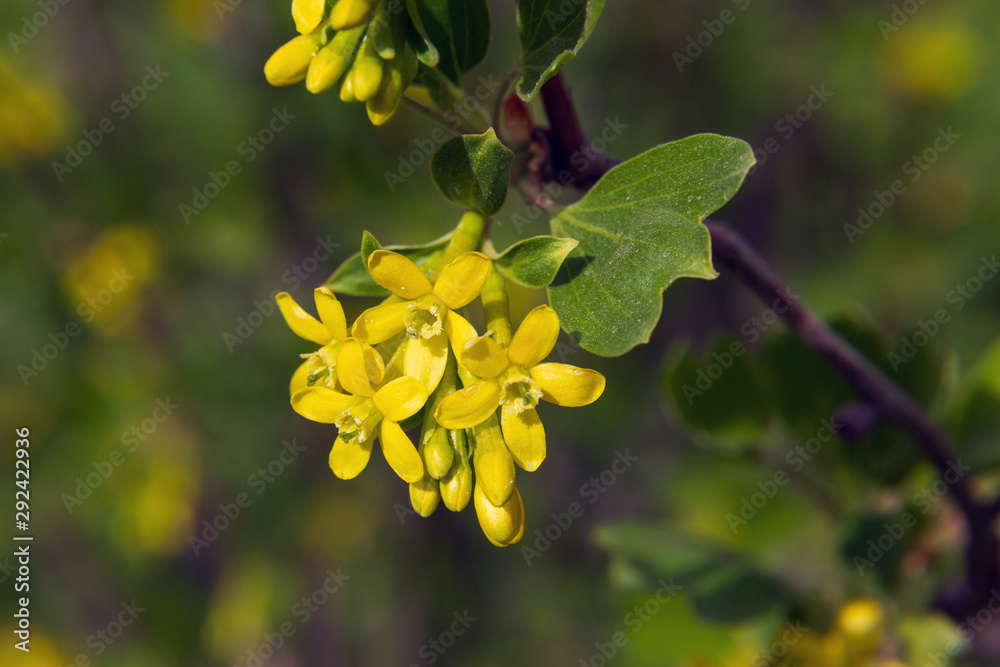 Obraz premium yellow flowers of blackcurrant in spring on a green background