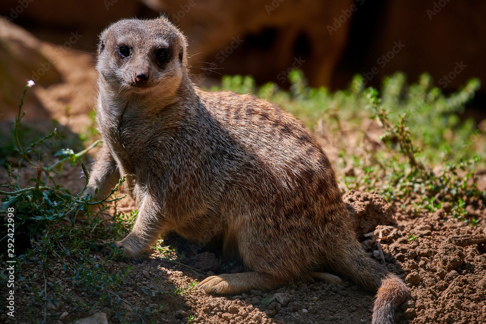 Fototapeta premium Meerkat, suricate (Suricata suricatta)
