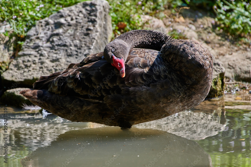Fototapeta premium Black Swan (Cygnus atratus)
