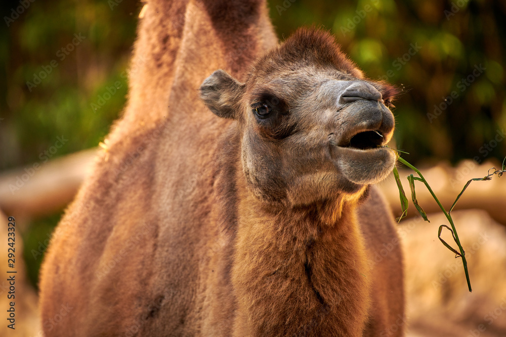 Obraz premium Bactrian camel (Camelus bactrianus)