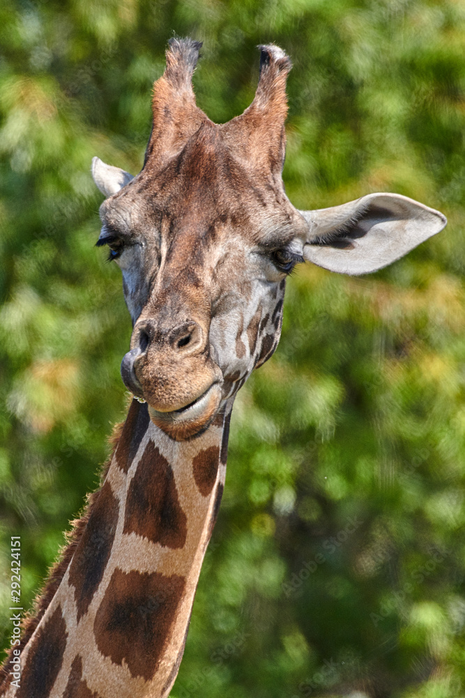 Naklejka premium Close up of a Giraffe