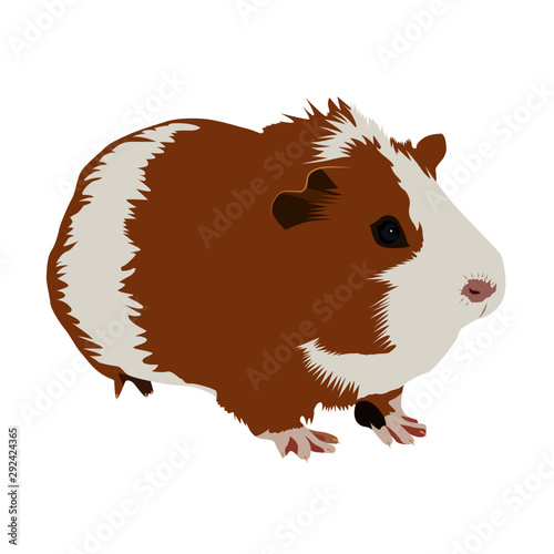 guinea pig realistic vector illustration isolated